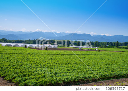 Konjac field, Tanigawa mountain range, Mt. Mimine, Mt. Buton, view from Akagi Plateau, Showa Village Konjac field, Tanigawa mountain range, Mt. Mimine, Mt. Buton, view from Akagi Plateau, Showa Village 106593717