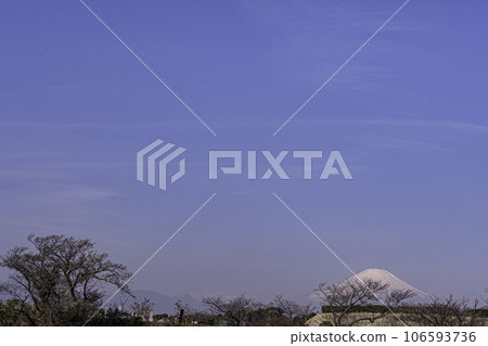 Cemetery with cherry blossoms and Mt. Fuji 106593736
