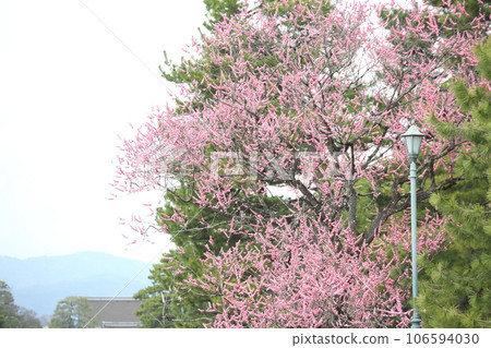 京都御苑的梅花 106594030