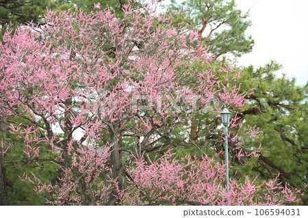 The plum of Kyoto gyoen 106594031