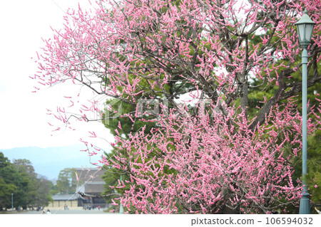 The plum of Kyoto gyoen 106594032