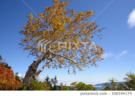 Autumn on the highlands is arriving in a hurry 106594174
