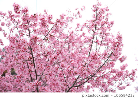 Nagotokuji的Okatome櫻花 Nagotokuji的Okatome櫻花 106594232