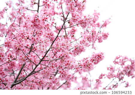 Nagotokuji的Okatome櫻花 Nagotokuji的Okatome櫻花 106594233