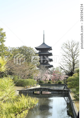 東寺的五層塔和梅花 東寺的五層塔和梅花 106594234