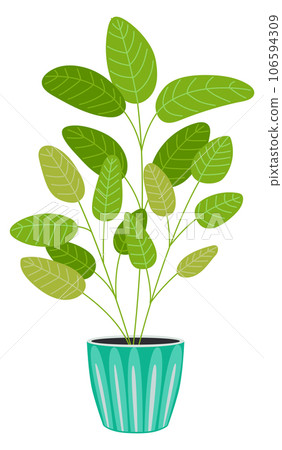 Calathea plant. Potted greenery. House decoration icon Calathea plant. Potted greenery. House decoration icon 106594309