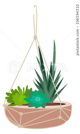 Green succulents in flowerpot. House greenery. Natural houseplant Green succulents in flowerpot. House greenery. Natural houseplant 106594310