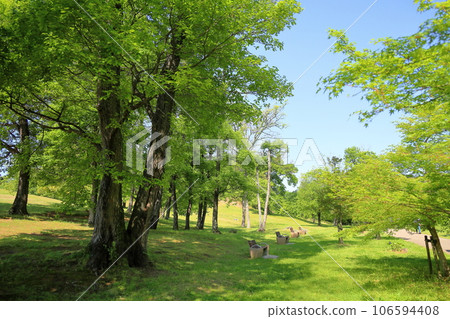 Fresh green park Fresh green park 106594408