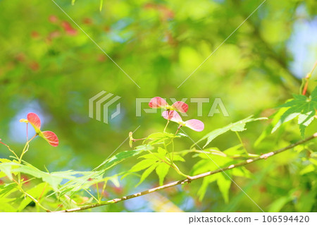 Futaba of Japanese maple Futaba of Japanese maple 106594420