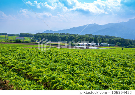 Konniyaku field, midsummer scenery from Akagi Plateau, Showa Village Konniyaku field, midsummer scenery from Akagi Plateau, Showa Village 106594433