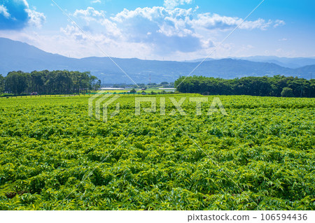 昭和村赤城高原的蒟蒻田、仲夏風光 106594436