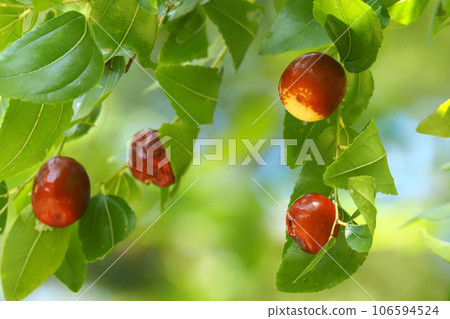 棗的果實 106594524