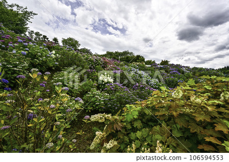 Hydrangeas at Karikara Fudoji Nishinobo Hououden 106594553