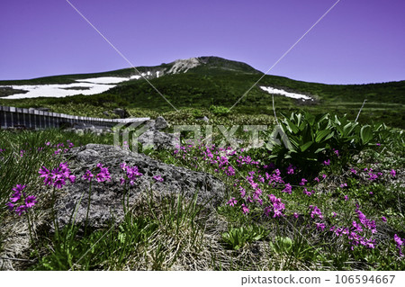 Hakusan in early summer when alpine plants are in full bloom Hakusan in early summer when alpine plants are in full bloom 106594667