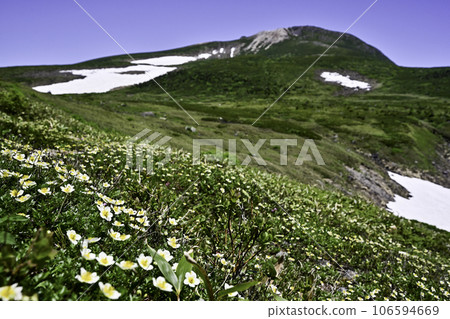 初夏的白山,高山植物盛開 初夏的白山,高山植物盛開 106594669