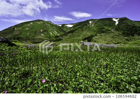 初夏的白山，高山植物盛開 106594682