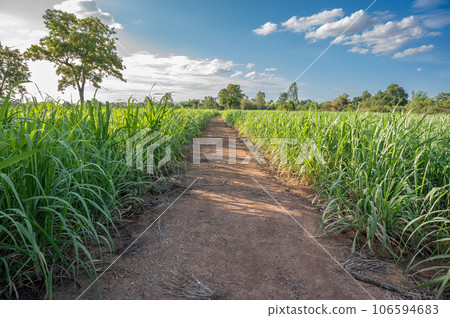 sugarcane field sugarcane farm 106594683