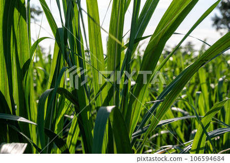 Sugar cane leaves fresh green close-up 106594684