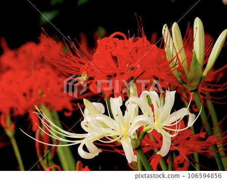 Red and white cluster amaryllis Red and white cluster amaryllis 106594856