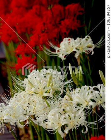 Red and white cluster amaryllis Red and white cluster amaryllis 106594857