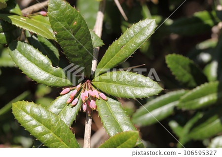 Hebinoboraz flower buds Hebinoboraz flower buds 106595327