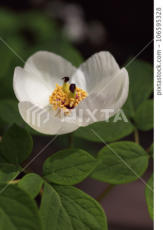 Yamasakajaku flowers Yamasakajaku flowers 106595328