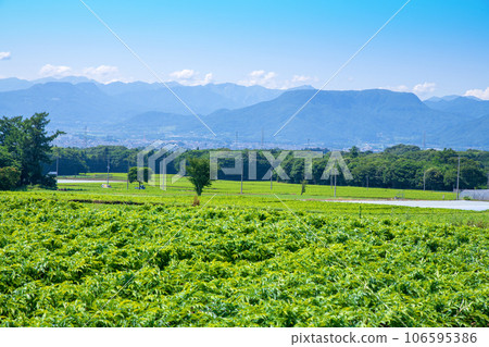 Konnyaku field, Tanigawa mountain range, view from Akagi plateau, Showa village 106595386