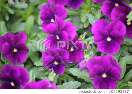 Brightly bloom! Violet! Brightly bloom! Violet! 106595387