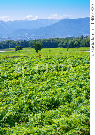 Konnyaku field, Tanigawa mountain range, view from Akagi plateau, Showa village 106595420