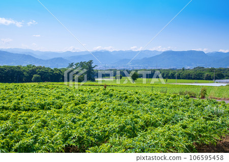 Konjac field, Tanigawa mountain range, Mikuni direction, view from Akagi Plateau, Showa Village Konjac field, Tanigawa mountain range, Mikuni direction, view from Akagi Plateau, Showa Village 106595458