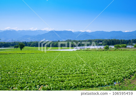 Konnyaku field, Tanigawa mountain range, view from Akagi plateau, Showa village Konnyaku field, Tanigawa mountain range, view from Akagi plateau, Showa village 106595459