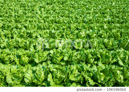 Highland lettuce fields, Akagi Plateau, midsummer scenery, Showa Village Highland lettuce fields, Akagi Plateau, midsummer scenery, Showa Village 106596068