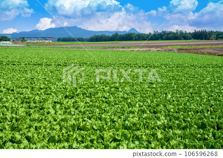 Highland lettuce fields, Akagi Plateau, midsummer scenery, Showa Village 106596268