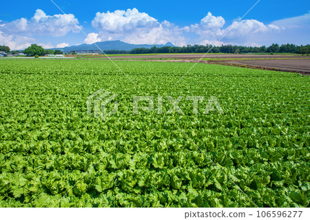 高地生菜田、赤城高原、仲夏風光、昭和村 106596277
