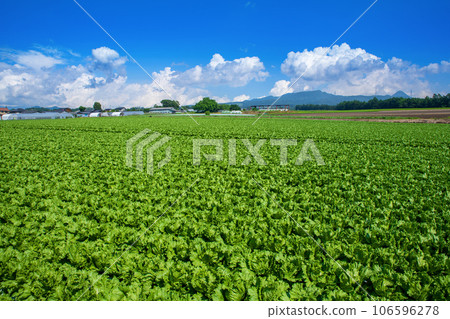 Highland lettuce fields, Akagi Plateau, midsummer scenery, Showa Village Highland lettuce fields, Akagi Plateau, midsummer scenery, Showa Village 106596278