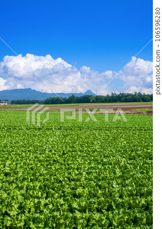 Highland lettuce fields, Akagi Plateau, midsummer scenery, Showa Village Highland lettuce fields, Akagi Plateau, midsummer scenery, Showa Village 106596280