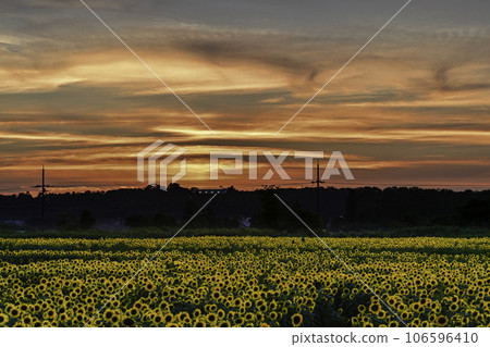 Evening view of sunflower village in full bloom 106596410