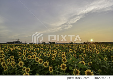 Evening view of sunflower village in full bloom 106596423