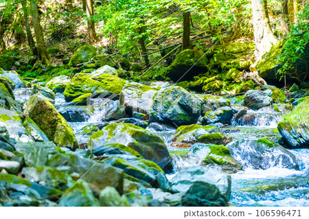 A clear stream flowing through the fresh green forest 106596471
