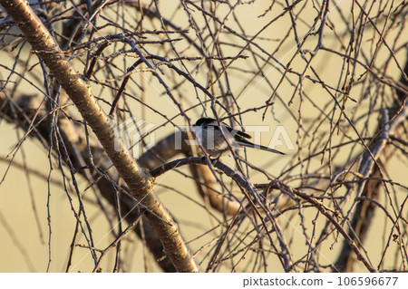 Winter wild bird Long-tailed tit 106596677