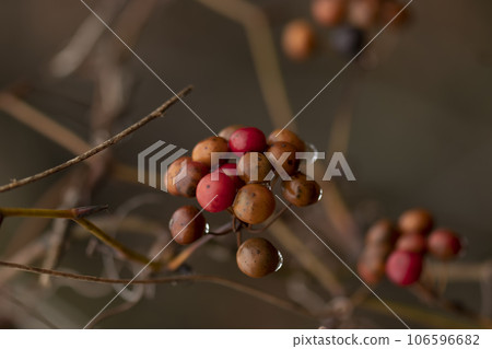 Winter forest scene Sarutoriibara fruit with raindrops Winter forest scene Sarutoriibara fruit with raindrops 106596682