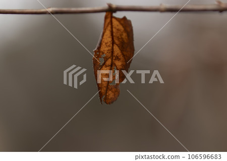 Winter forest scene, the last withered leaf remaining Winter forest scene, the last withered leaf remaining 106596683
