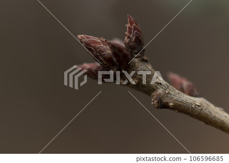 森林風光：冬天的樹芽發芽 106596685
