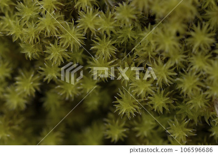 Close-up of sand moss 106596686