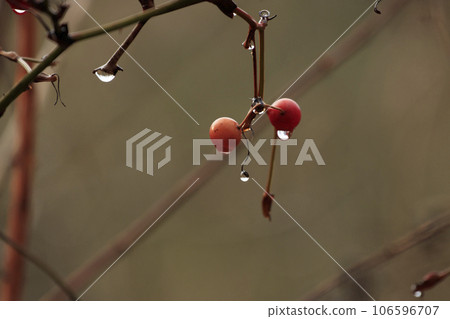 冬季森林風光：雨中浸泡的堅果 106596707