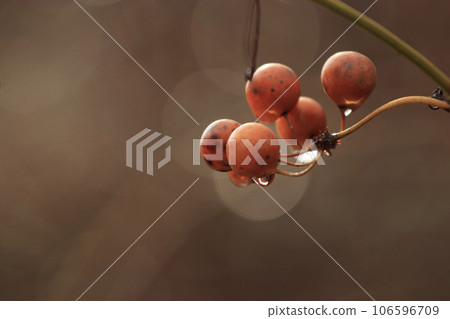 Forest winter scene Withered Sardory rose fruit with rain drops Forest winter scene Withered Sardory rose fruit with rain drops 106596709