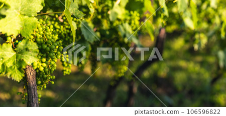 green grapes hanging on the branch 106596822