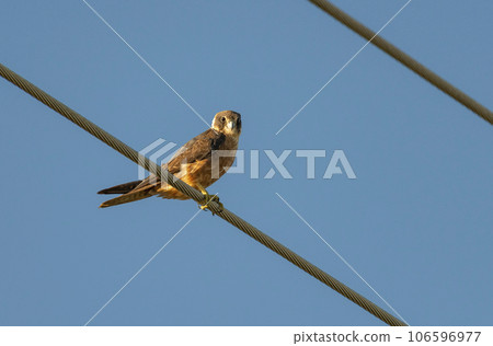 An Australian Hobby sitting on powerlines in Australia 106596977
