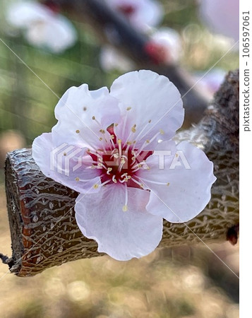 flowers of cherry flowers of cherry 106597061