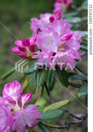 粉紅色的杜鵑花 粉紅色的杜鵑花 106597212